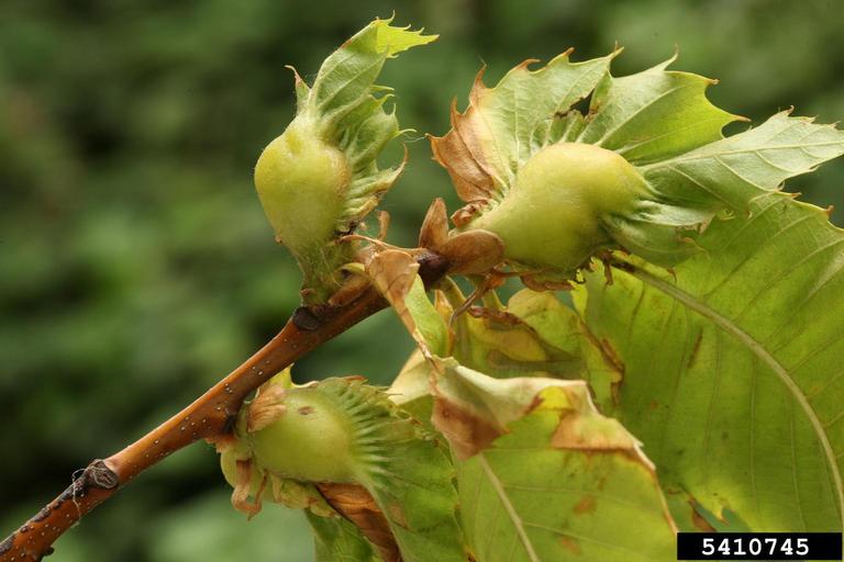 asian chestnut gall wasp